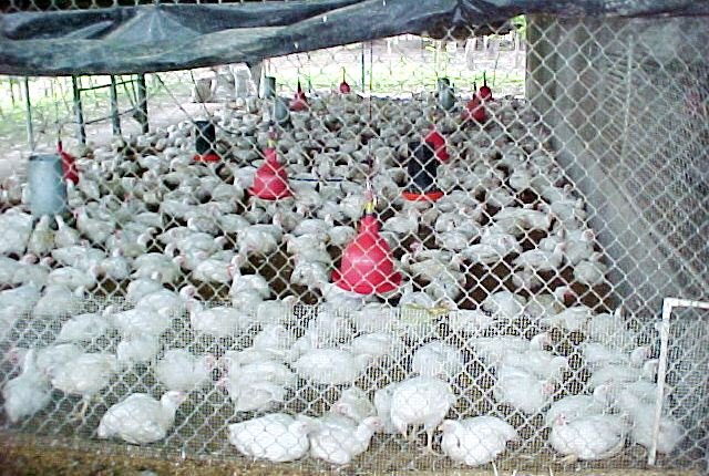 Granja de producción de huevos
